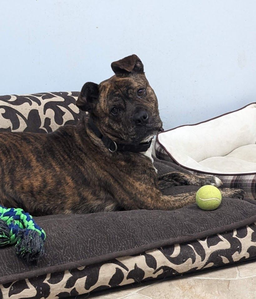 Cray-Cray (Adoption Fee Sponsored!), an adoptable Pit Bull Terrier in Neillsville, WI, 54456 | Photo Image 3