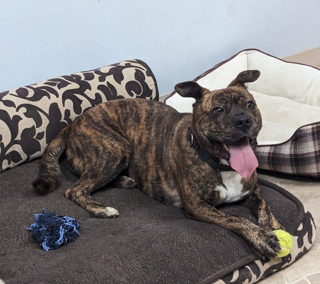 Cray-Cray (Adoption Fee Sponsored!), an adoptable Pit Bull Terrier in Neillsville, WI, 54456 | Photo Image 4