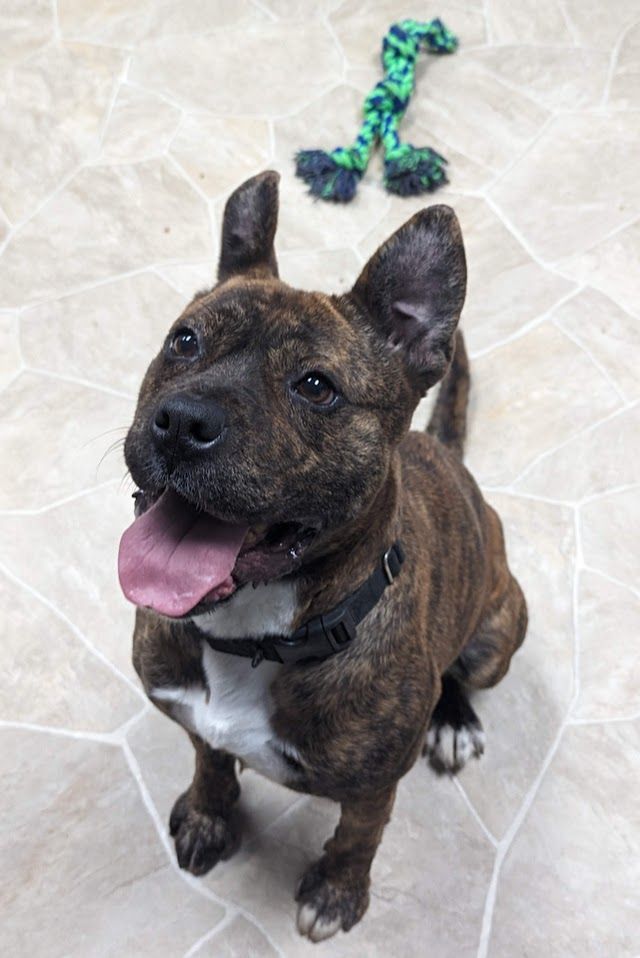 Cray-Cray (Adoption Fee Sponsored!), an adoptable Pit Bull Terrier in Neillsville, WI, 54456 | Photo Image 5