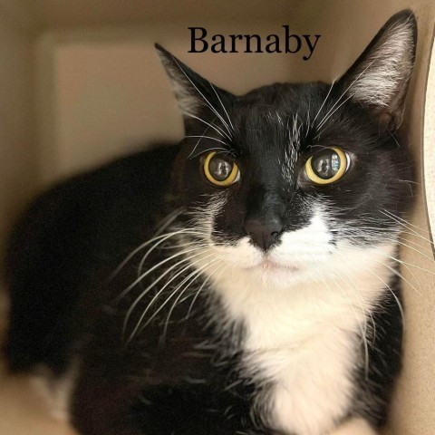 Barnaby 23414