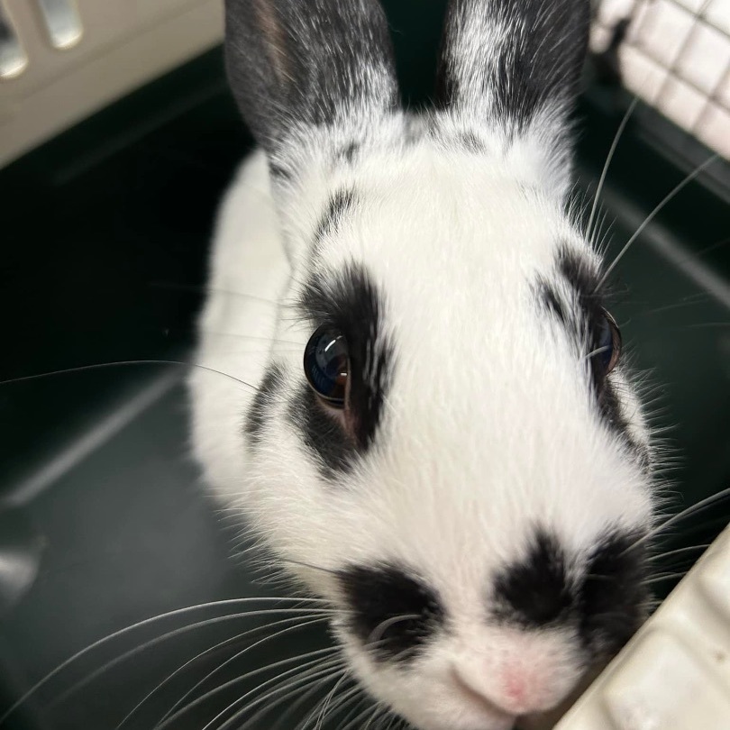 Rabbit for adoption - Serama , a Bunny Rabbit in Jersey City, NJ