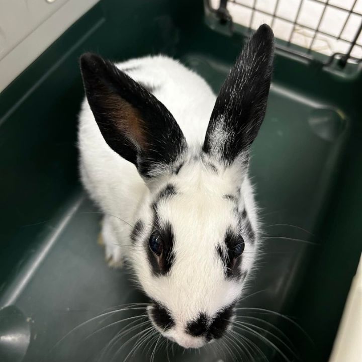 Rabbit for adoption - Serama , a Bunny Rabbit in Jersey City, NJ