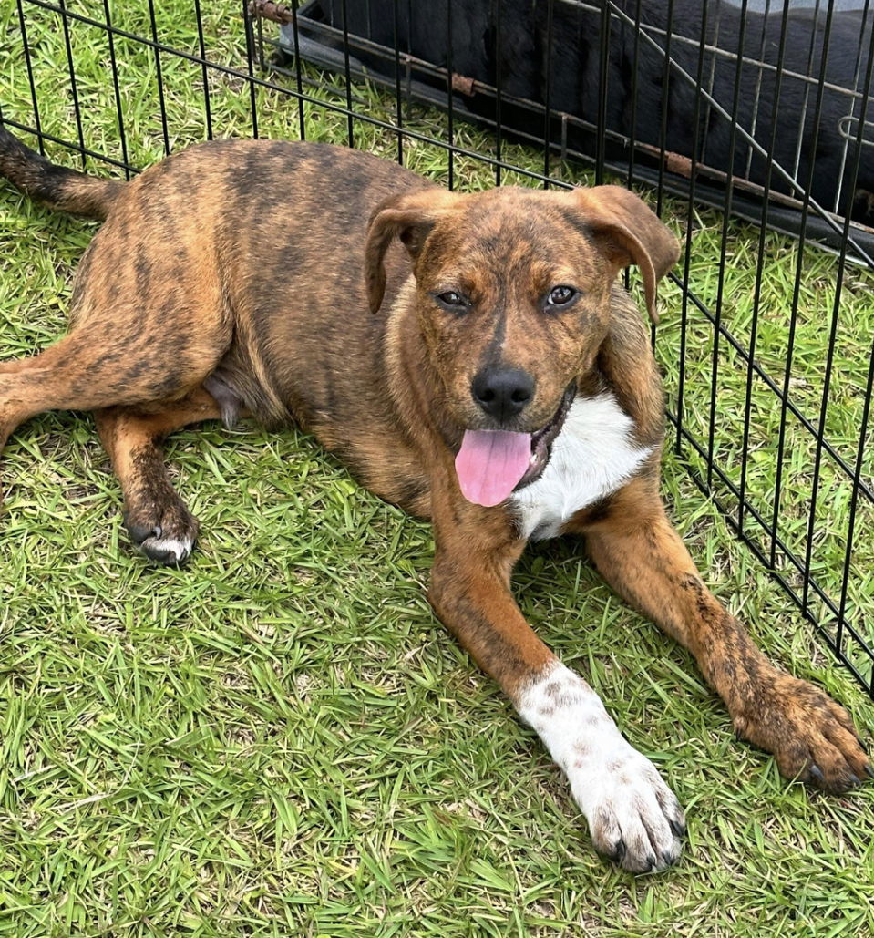 Tank, an adoptable Plott Hound in Grand Bay, AL, 36541 | Photo Image 2