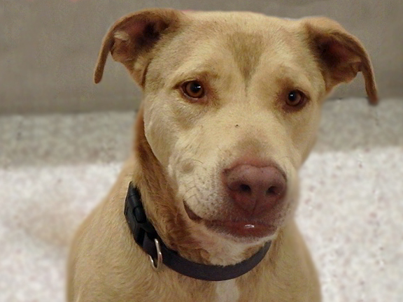 ROMEO, an adoptable Labrador Retriever, Mixed Breed in Tucson, AZ, 85745 | Photo Image 1