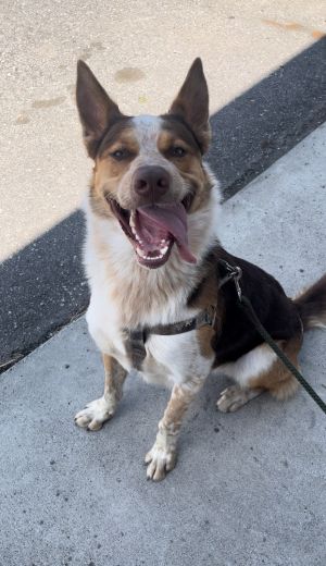 Alaskan husky store blue heeler mix