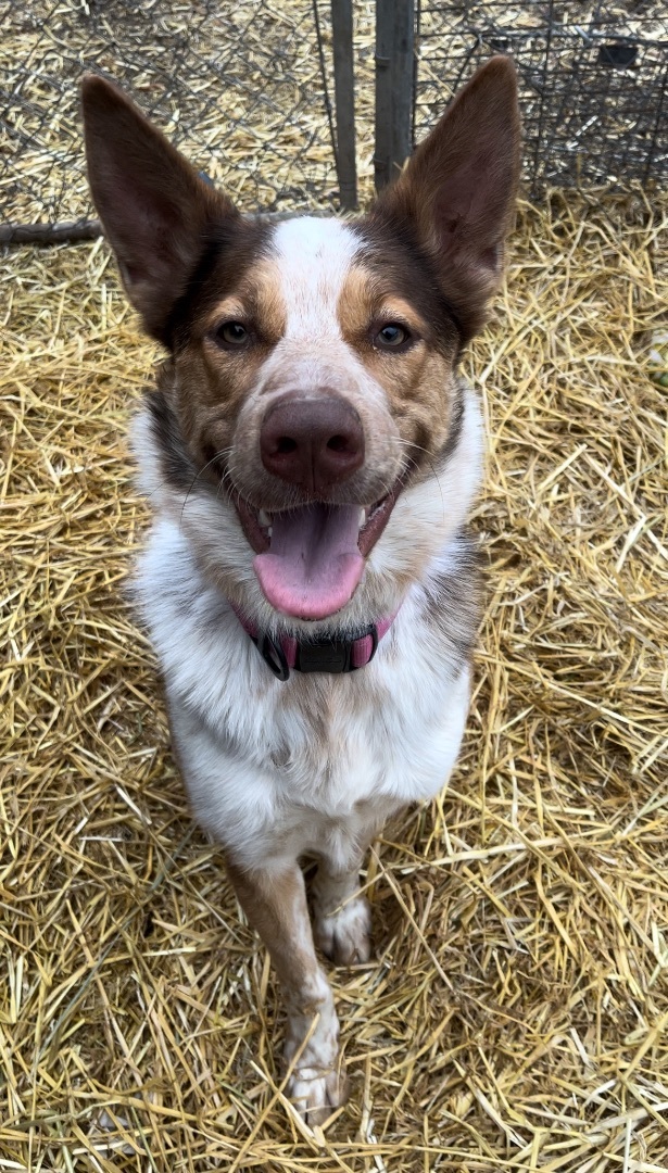 Alaskan husky store blue heeler mix