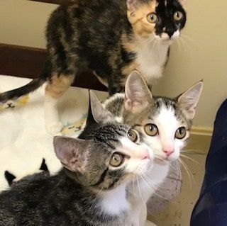 Pairs of kittens!, an adoptable Domestic Short Hair in Wayland, MA_image-2