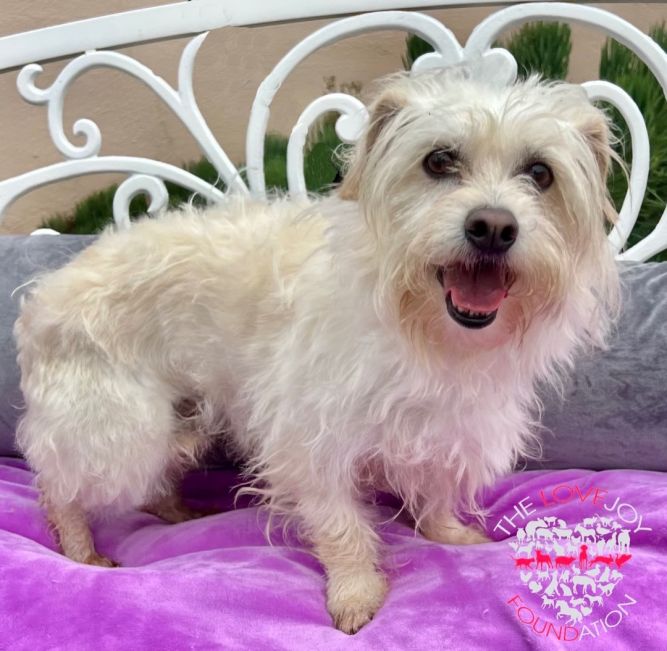 White terrier hot sale maltese mix