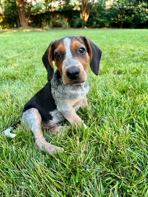 Jasper, an adopted Beagle in Charlotte, NC_image-5
