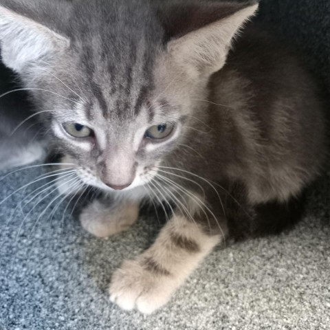 Spider-Man, an adoptable Domestic Short Hair in Green Cove Springs, FL, 32043 | Photo Image 1