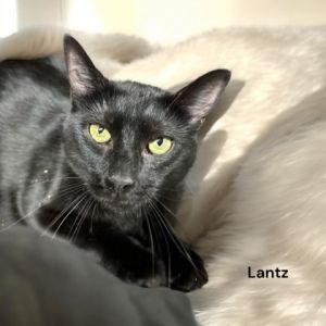 Lantz (Formerly Lumiya)