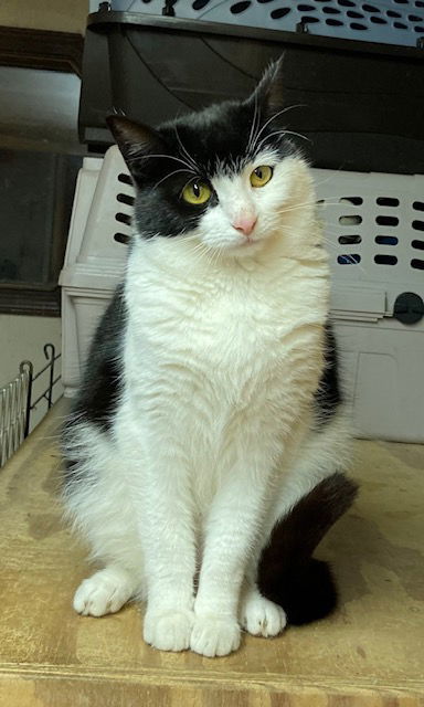 Isabel