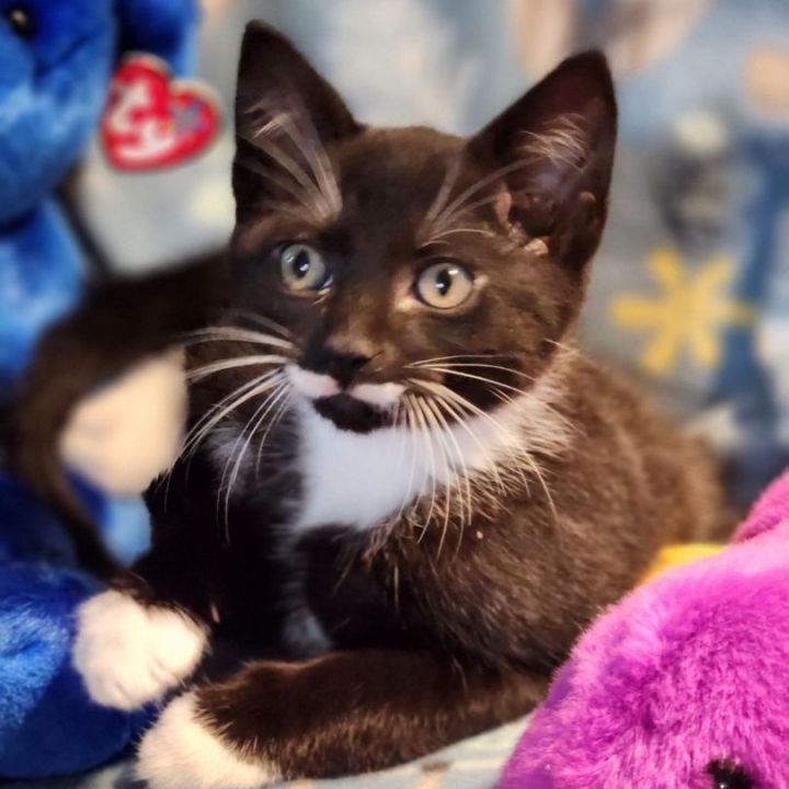 Javan *** Milk Mustache *** ~ Adopted 6/24/23, an adopted Domestic Short Hair in Livonia, MI_image-1