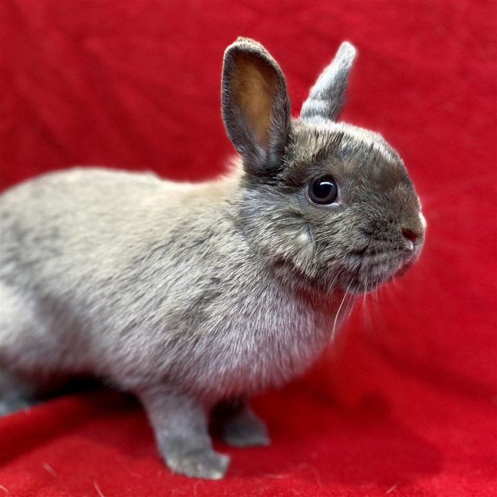 Junie, an adopted Netherland Dwarf Mix in Burlingame, CA_image-1