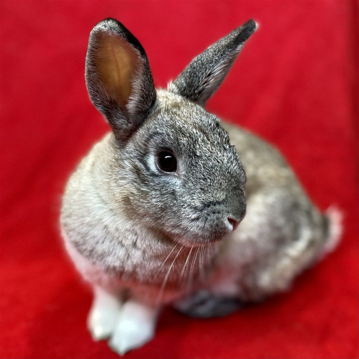 Eleanor Rigby, an adopted Bunny Rabbit in Burlingame, CA_image-1