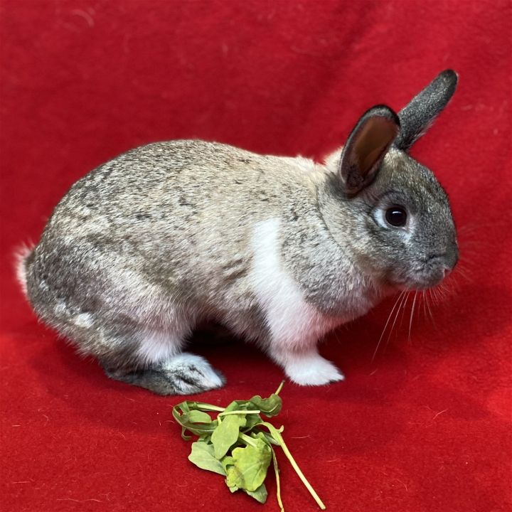 Eleanor Rigby, an adopted Bunny Rabbit in Burlingame, CA_image-2