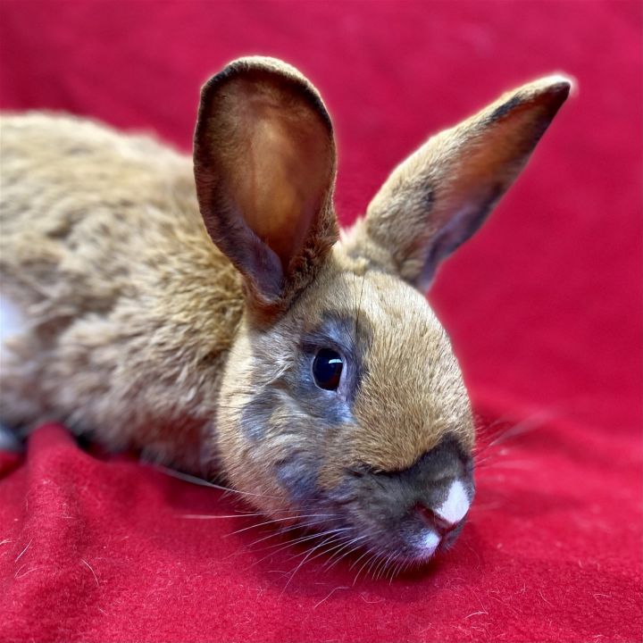 Copper, an adopted Bunny Rabbit in Burlingame, CA_image-1