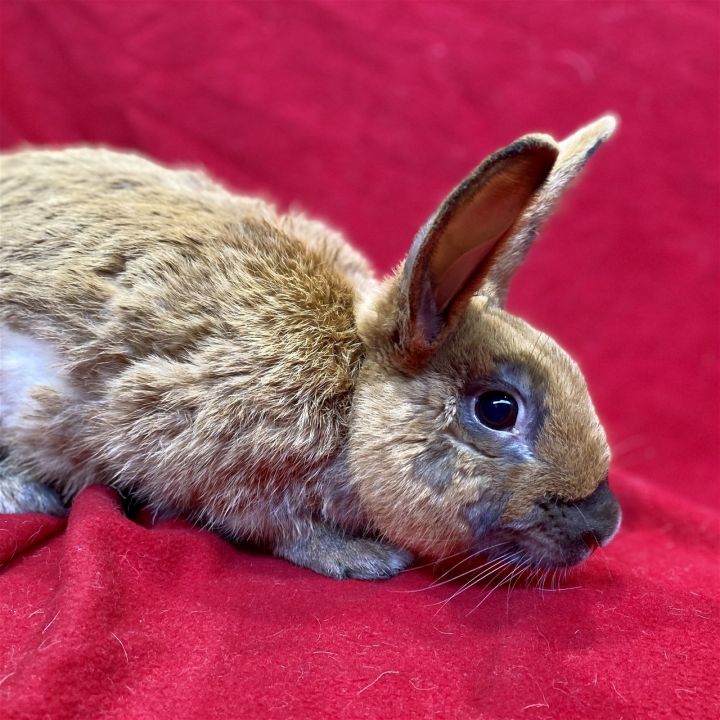 Copper, an adopted Bunny Rabbit in Burlingame, CA_image-2