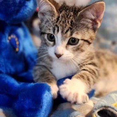 Jayden *** Playful & Snuggle Bug ****~ Adopted 7/1/23, an adopted Domestic Short Hair in Livonia, MI_image-4