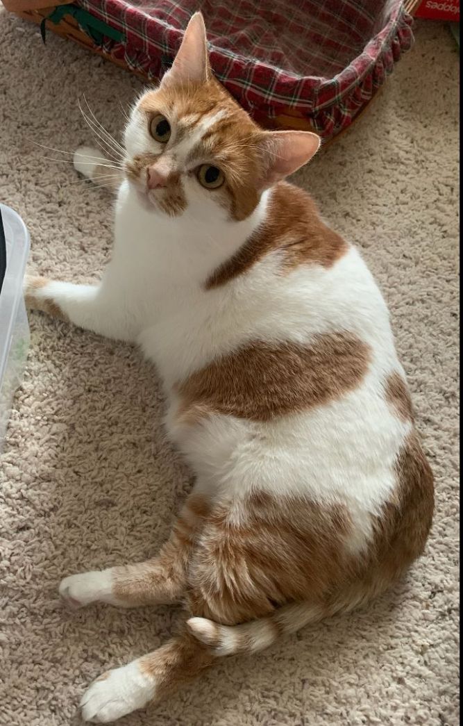 Patches