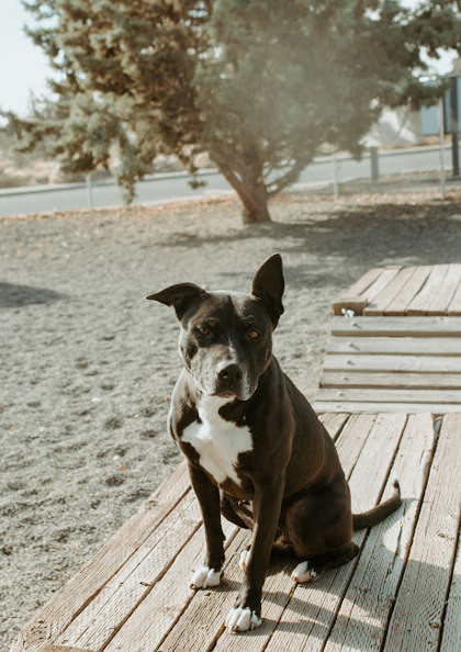 Reign, an adoptable Pit Bull Terrier in Redmond, OR, 97756 | Photo Image 1
