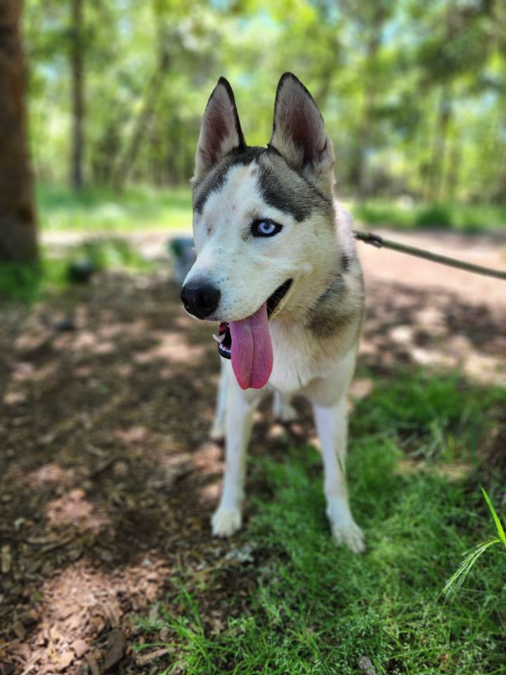Ottis, an adoptable Husky in Grants Pass, OR_image-2