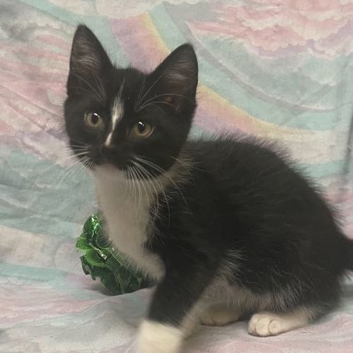 Max ~ Adopted 6/17/23