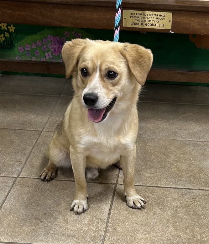 beagle pomeranian mix puppies