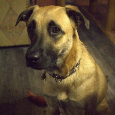 Ellie, an adoptable Shepherd, Mixed Breed in Bend, OR, 97702 | Photo Image 2