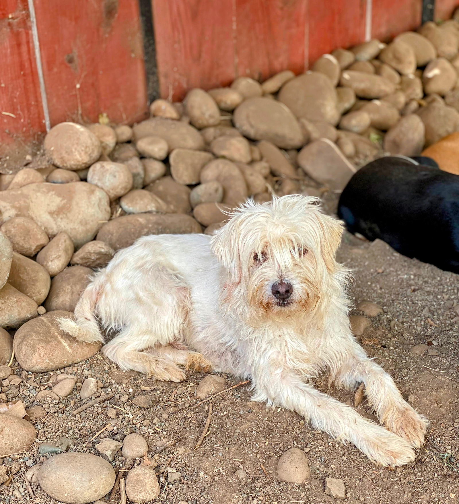 JIMMY POO, an adoptable Maltese, Poodle in Chico, CA, 95973 | Photo Image 1