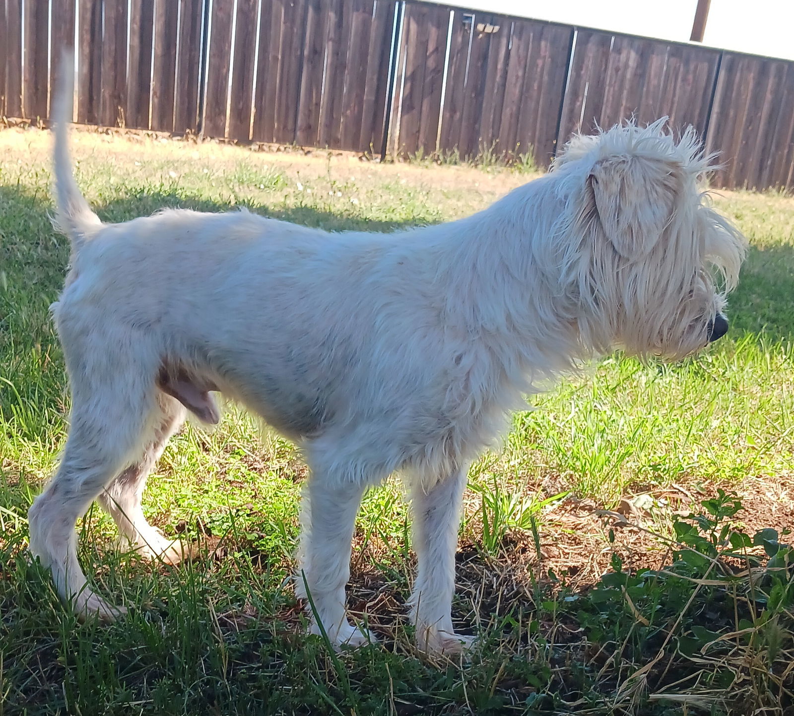 JIMMY POO, an adoptable Maltese, Poodle in Chico, CA, 95973 | Photo Image 2