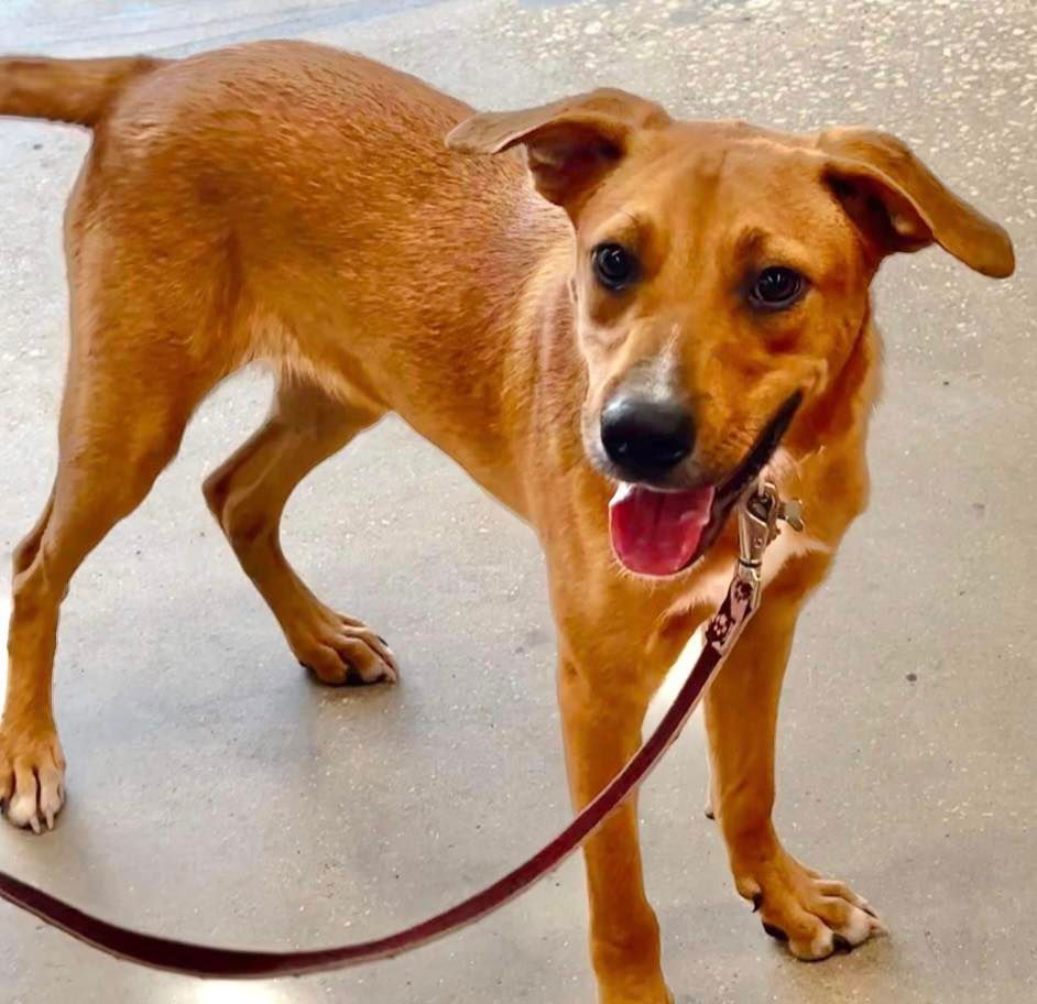 Mavi, an adoptable Yellow Labrador Retriever, Black Mouth Cur in Grand Bay, AL, 36541 | Photo Image 1