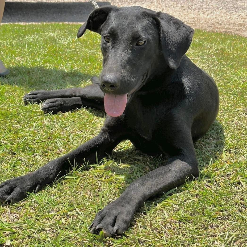 Genie, an adoptable Whippet, German Shepherd Dog in Grand Bay, AL, 36541 | Photo Image 1