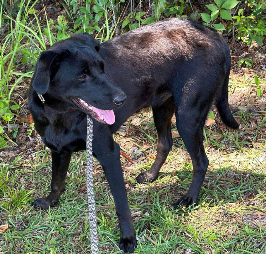 Shep, an adoptable Labrador Retriever in Grand Bay, AL, 36541 | Photo Image 3