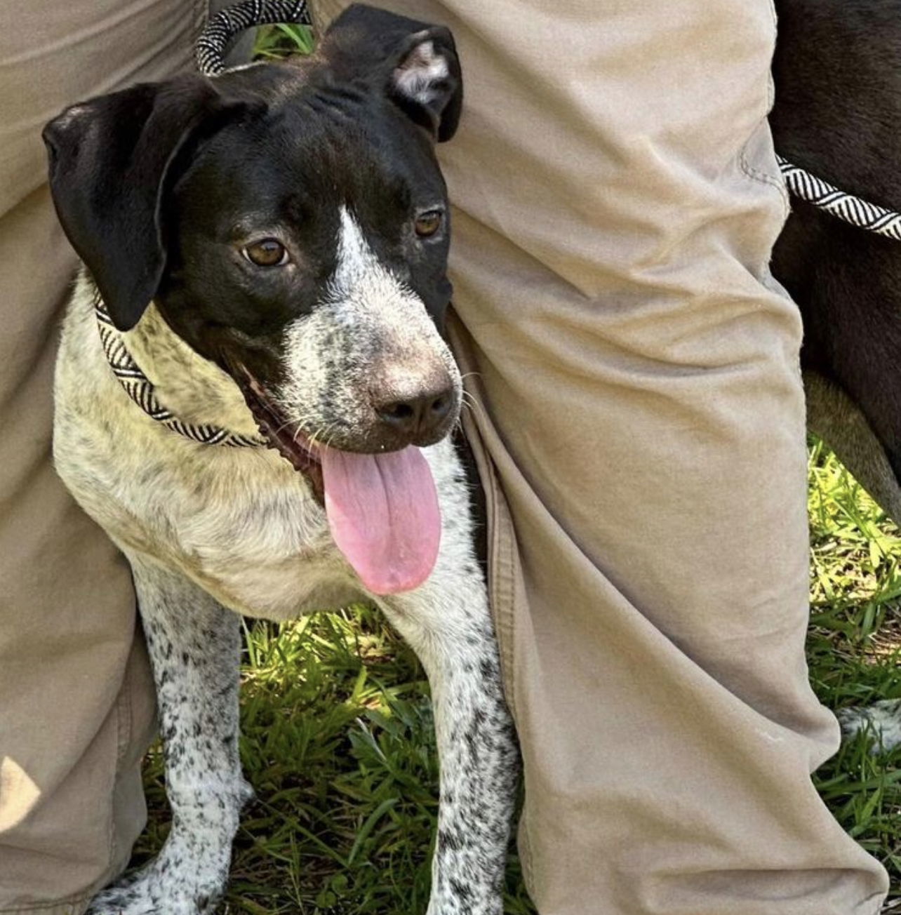 Margaret, an adoptable Pointer, Labrador Retriever in Grand Bay, AL, 36541 | Photo Image 1