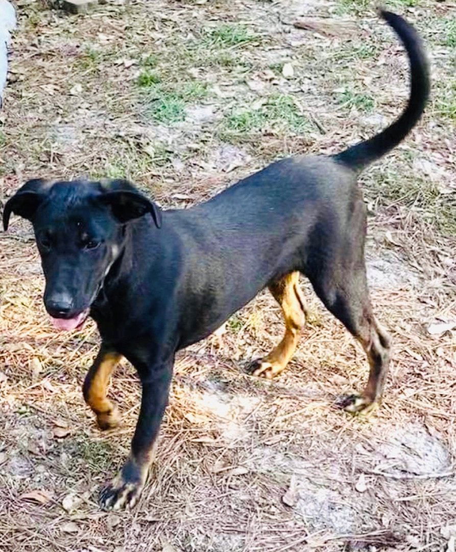 Stu, an adoptable Feist, Shepherd in Grand Bay, AL, 36541 | Photo Image 2