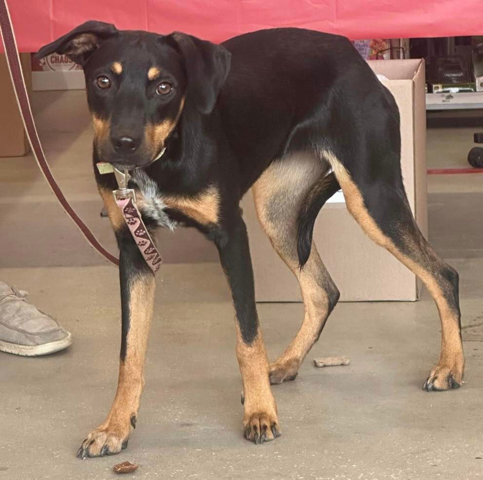 Mali, an adoptable Yellow Labrador Retriever, Black Mouth Cur in Grand Bay, AL, 36541 | Photo Image 1