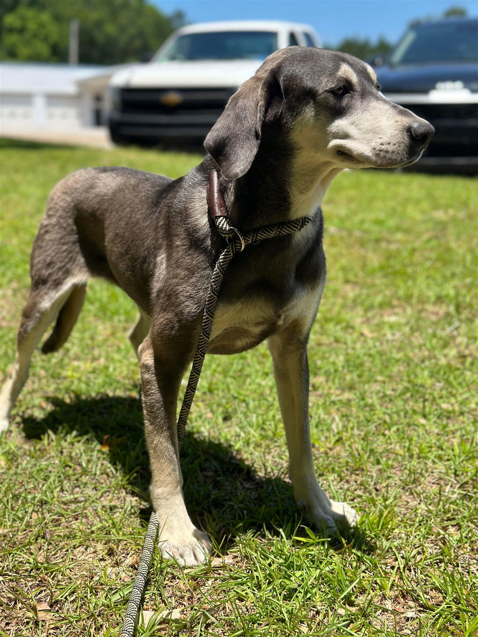 Roxie, an adoptable Labrador Retriever, Shepherd in Grand Bay, AL, 36541 | Photo Image 2