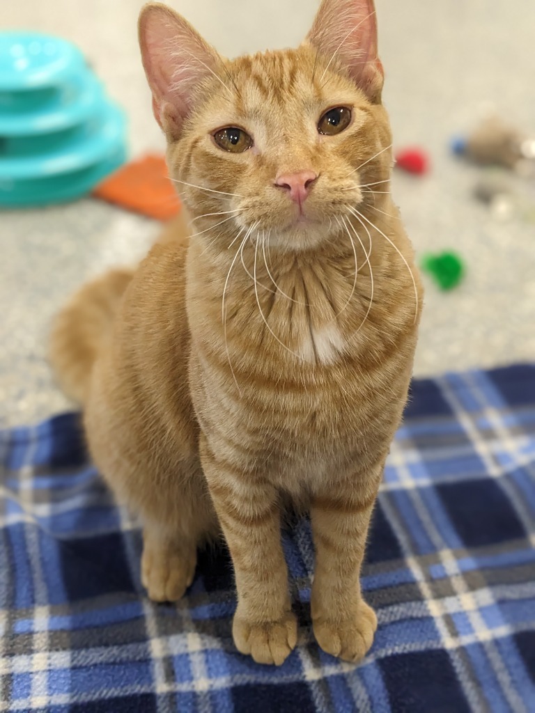 Denny, an adoptable Domestic Short Hair in Prairie du Chien, WI, 53821 | Photo Image 1