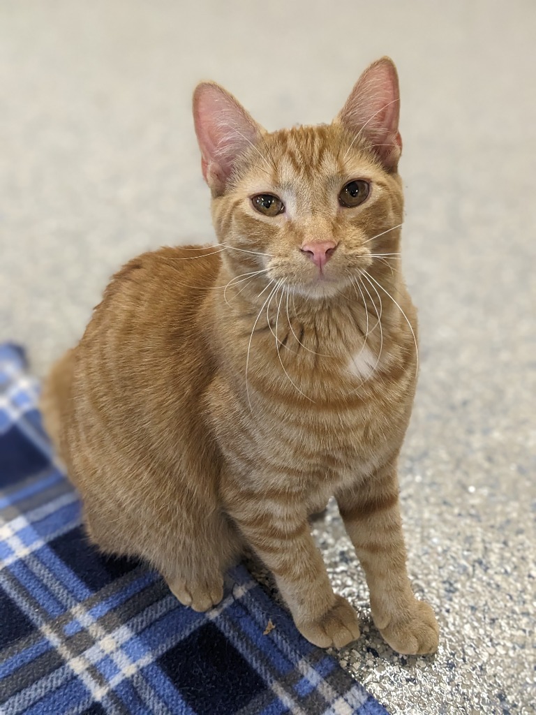 Denny, an adoptable Domestic Short Hair in Prairie du Chien, WI, 53821 | Photo Image 2