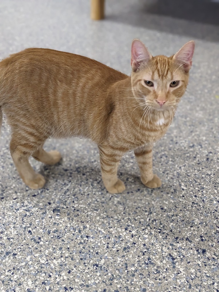 Denny, an adoptable Domestic Short Hair in Prairie du Chien, WI, 53821 | Photo Image 3