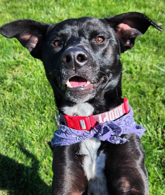 Oreo aka Kia, an adoptable Labrador Retriever in Lafayette, CO, 80026 | Photo Image 1