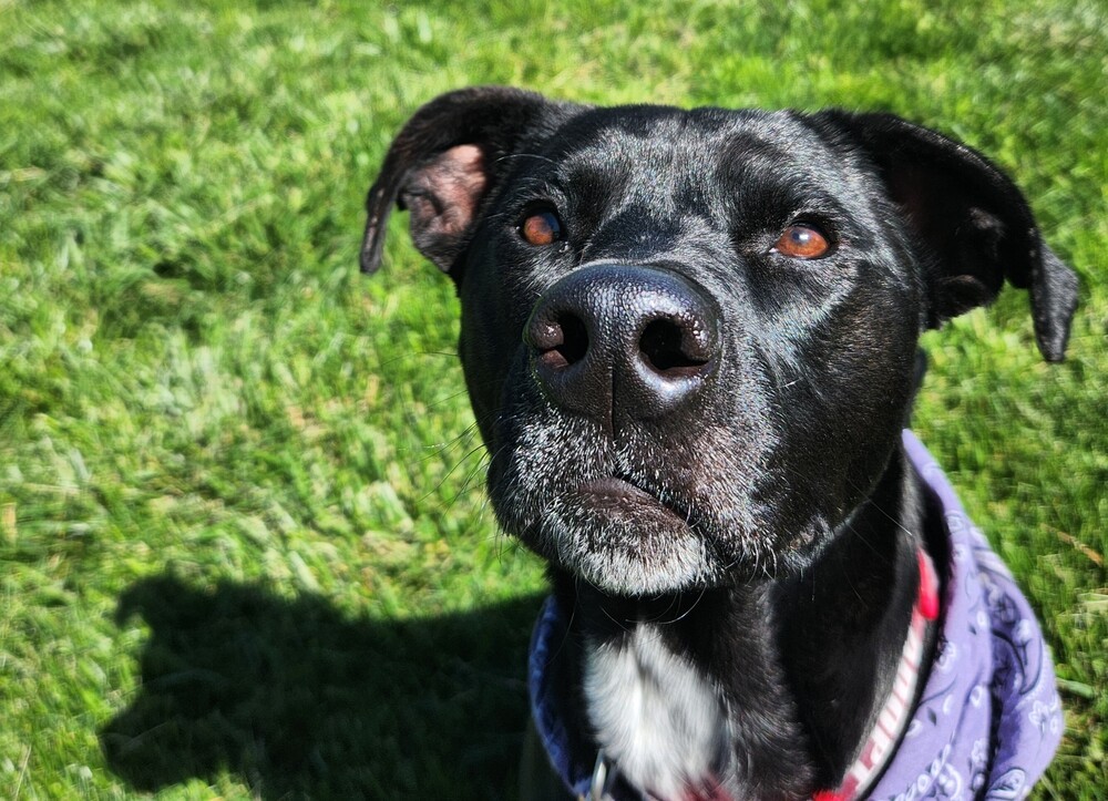 Oreo aka Kia, an adoptable Labrador Retriever in Lafayette, CO, 80026 | Photo Image 2