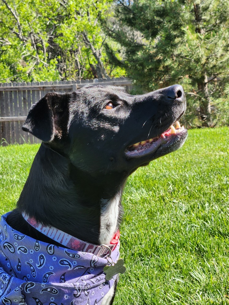 Oreo aka Kia, an adoptable Labrador Retriever in Lafayette, CO, 80026 | Photo Image 3