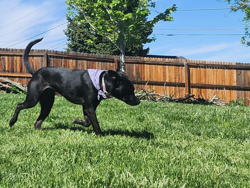 Oreo aka Kia, an adoptable Labrador Retriever in Lafayette, CO, 80026 | Photo Image 4