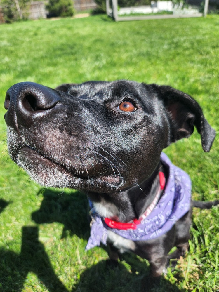 Oreo aka Kia, an adoptable Labrador Retriever in Lafayette, CO, 80026 | Photo Image 5