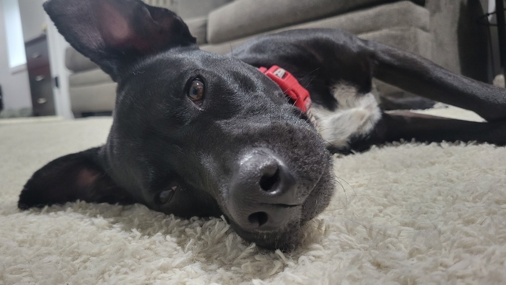 Oreo aka Kia, an adoptable Labrador Retriever in Lafayette, CO, 80026 | Photo Image 6