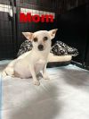 Payton (EVENT SUNDAY-June 18th Pet Supplies Plus 1-3-  5348 Dixie Hwy Waterford, MI 48329