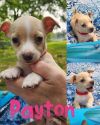 Payton (EVENT SUNDAY-June 18th Pet Supplies Plus 1-3-  5348 Dixie Hwy Waterford, MI 48329