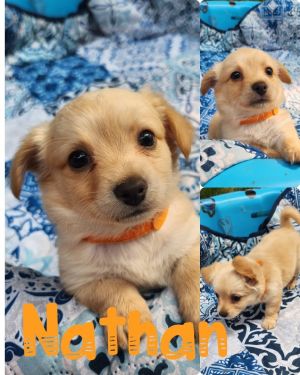 Nathan (EVENT SUNDAY-June 18th Pet Supplies Plus 1-3-  5348 Dixie Hwy Waterford, MI 48329